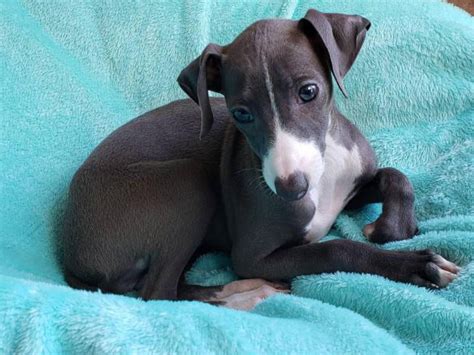 Transportation to Jeffersonville, PA available. . Italian greyhound puppies in pa